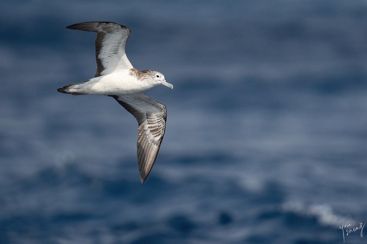 Streaked Shearwater - You-Sheng Lin