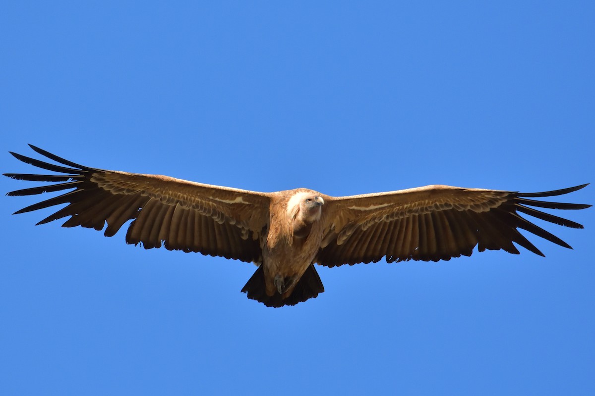 Eurasian Griffon - Mu Sano