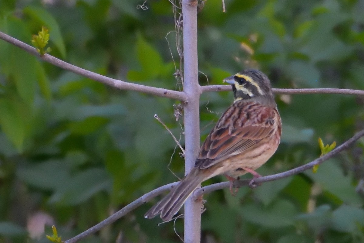 Cirl Bunting - ML437004811