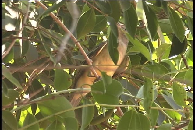 Plain-crested Elaenia - ML437005