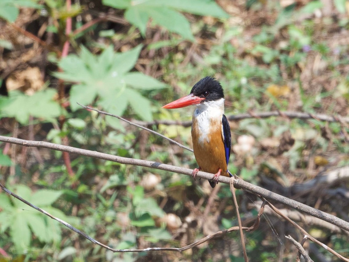 Black-capped Kingfisher - Jayesh Kini