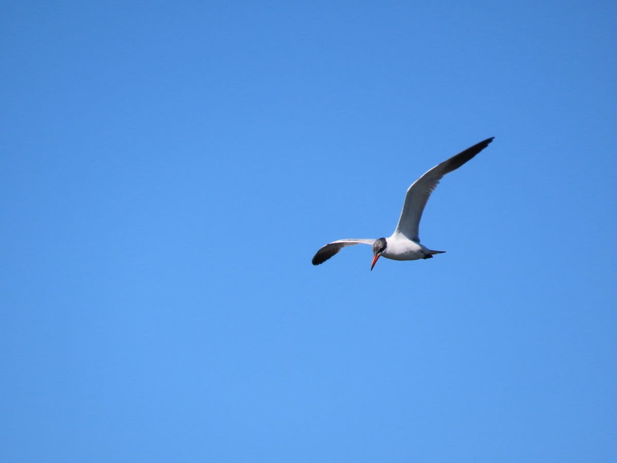 Caspian Tern - ML437005311