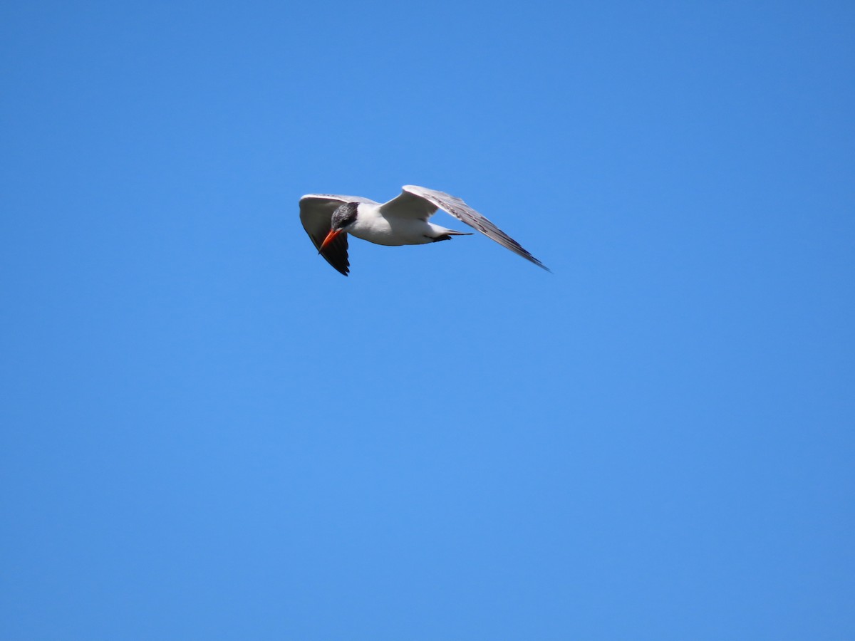 Caspian Tern - ML437005351