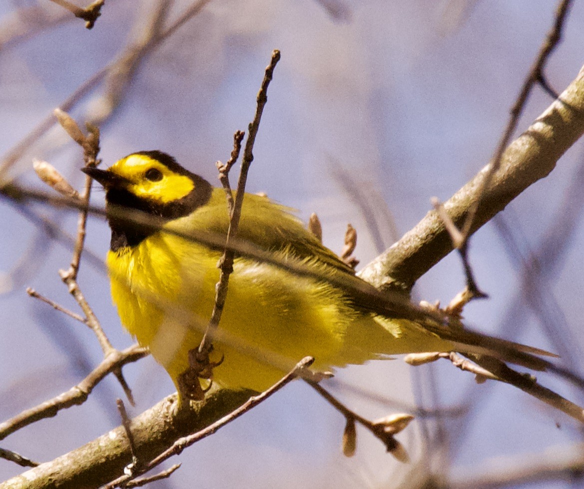 Hooded Warbler - ML437005501