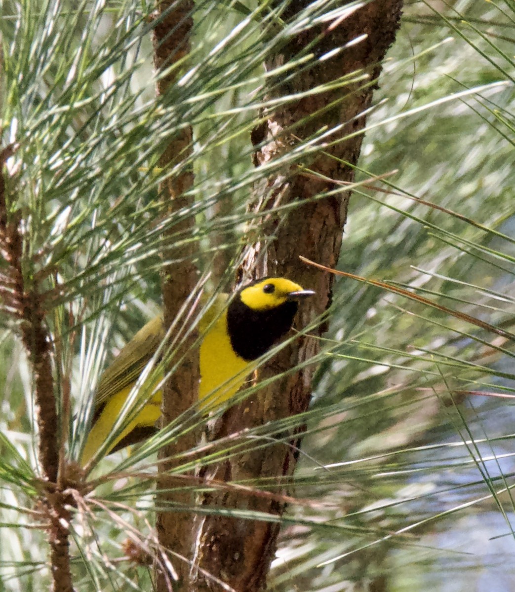 Hooded Warbler - ML437005511