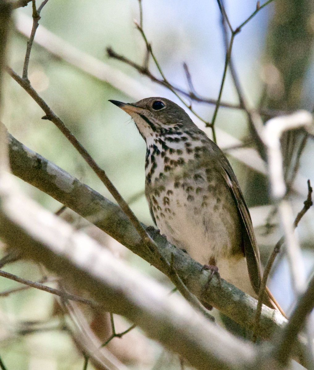 Hermit Thrush - ML437005651