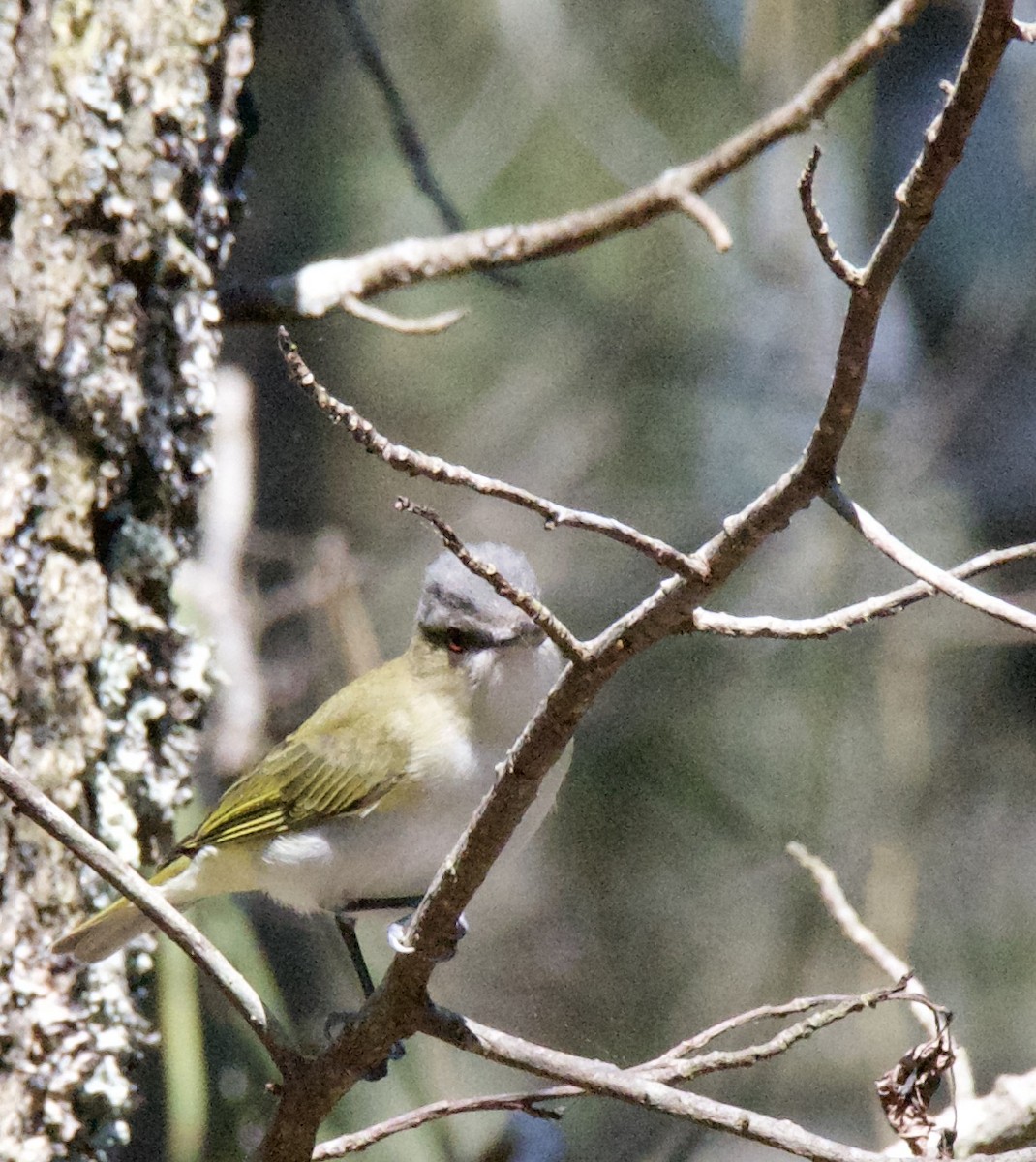 Red-eyed Vireo - ML437005691