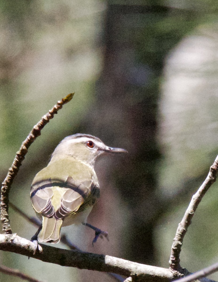 Red-eyed Vireo - ML437006381