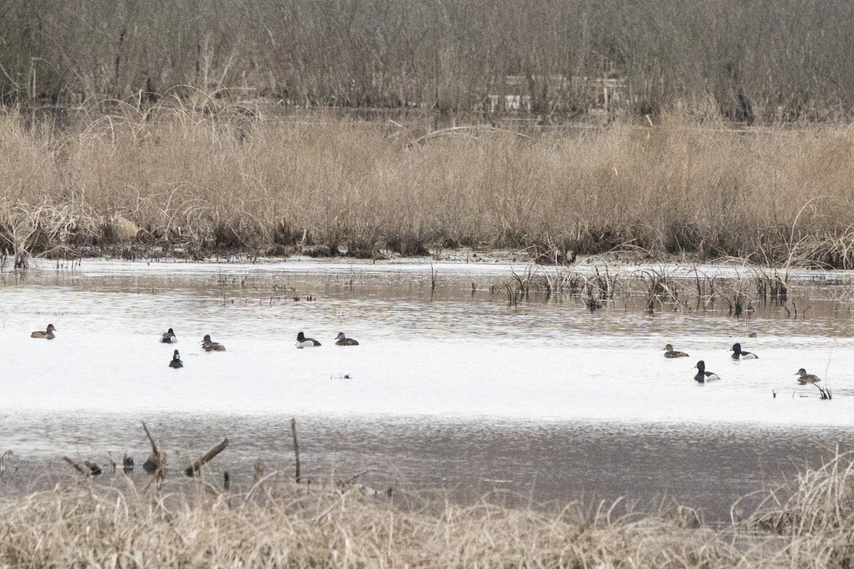 Ring-necked Duck - Michael Bowen