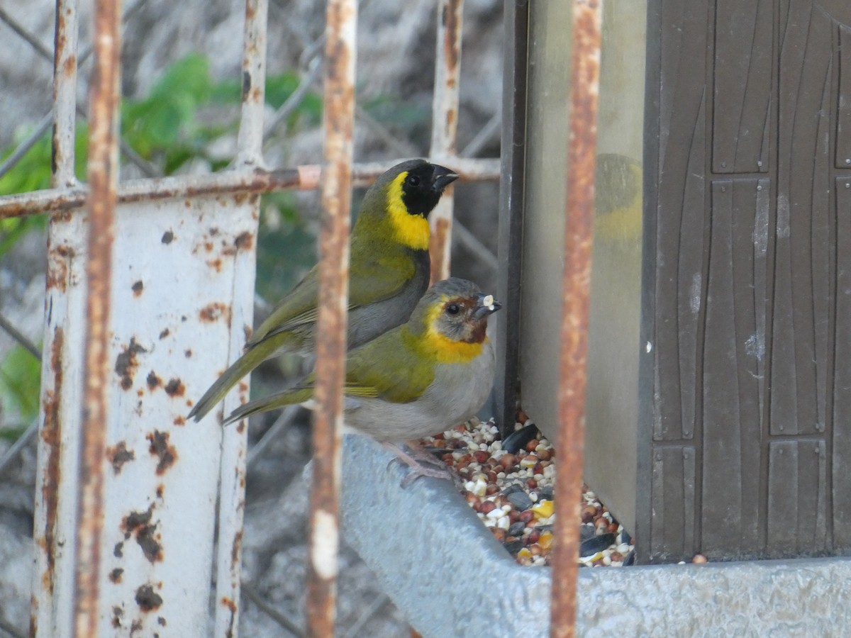 Cuban Grassquit - ML437008731