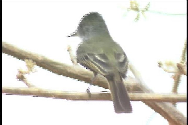 Venezuelan Flycatcher - ML437011