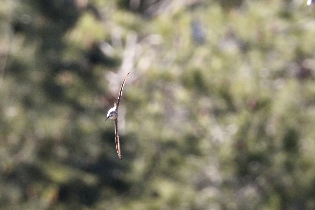 Western Sandpiper - ML437011211