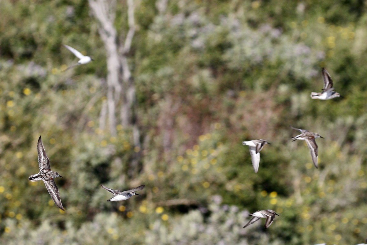 Western Sandpiper - ML437011281