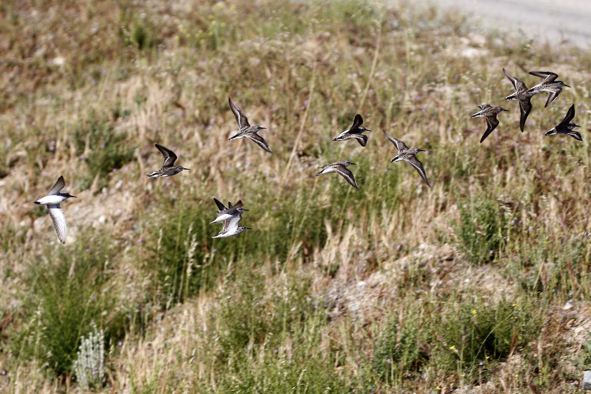 Bergstrandläufer - ML437011311