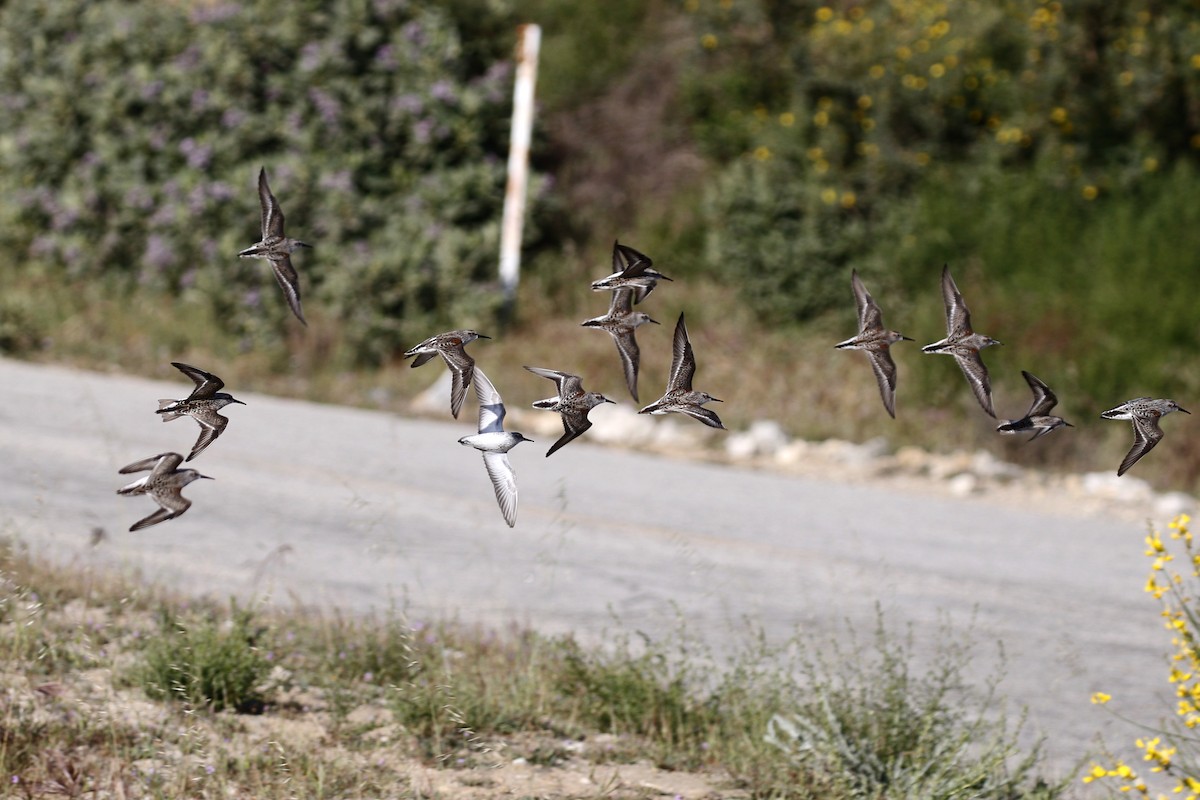 Western Sandpiper - ML437011341