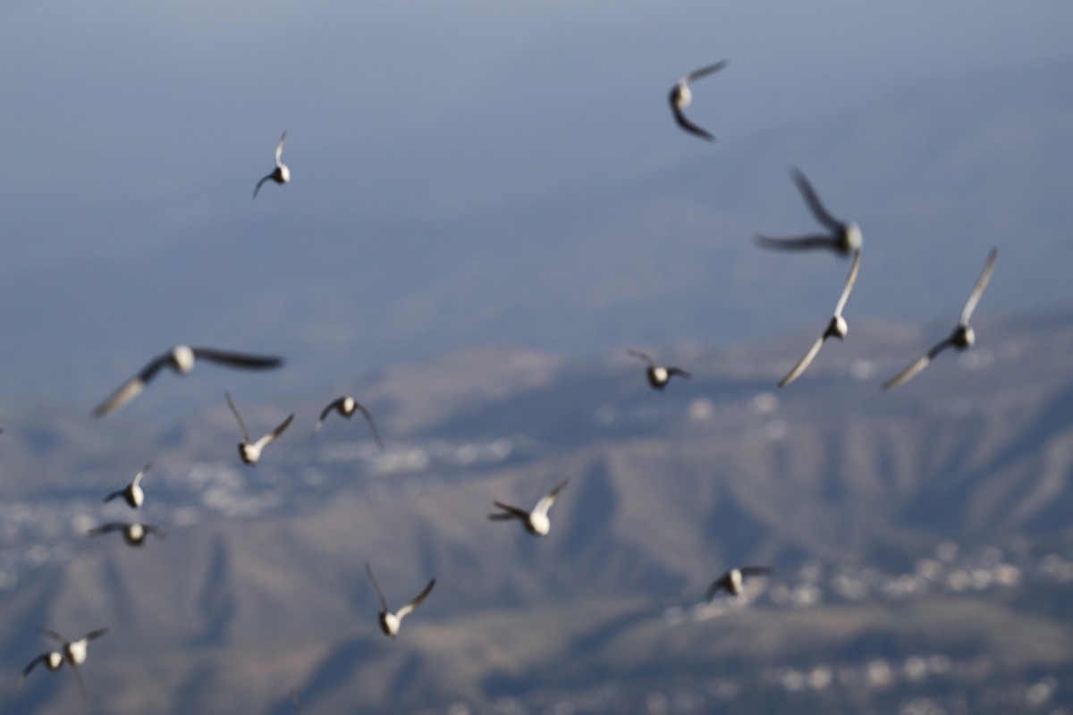 Western Sandpiper - ML437011361