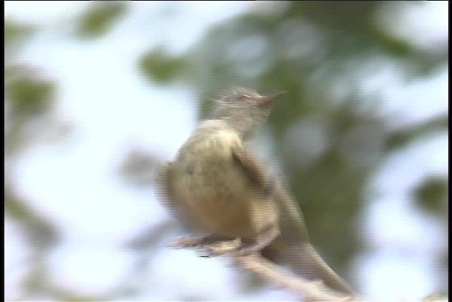 Plain-crested Elaenia - ML437012