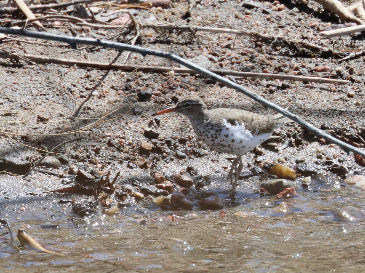 Spotted Sandpiper - ML437012861