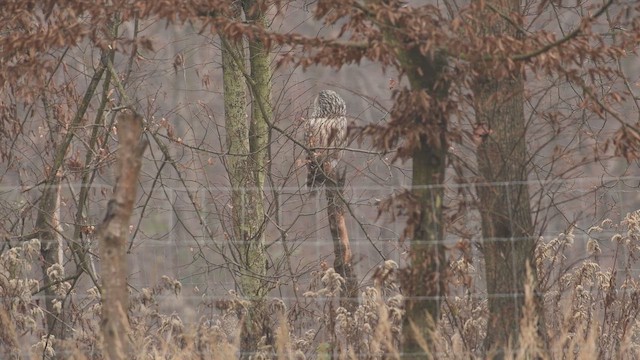 Ural Owl - ML437013621