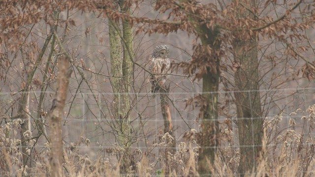 Ural Owl - ML437013711