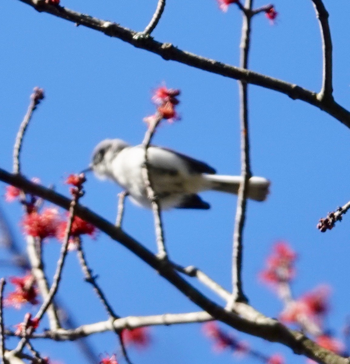 Blue-gray Gnatcatcher - ML437015841