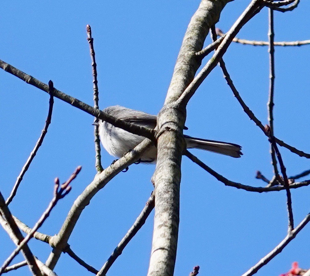 Blue-gray Gnatcatcher - ML437015891