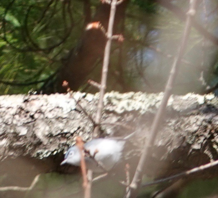 Blue-gray Gnatcatcher - ML437015911