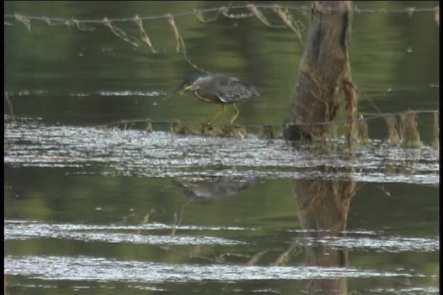 volavka proměnlivá (ssp. striata) - ML437016