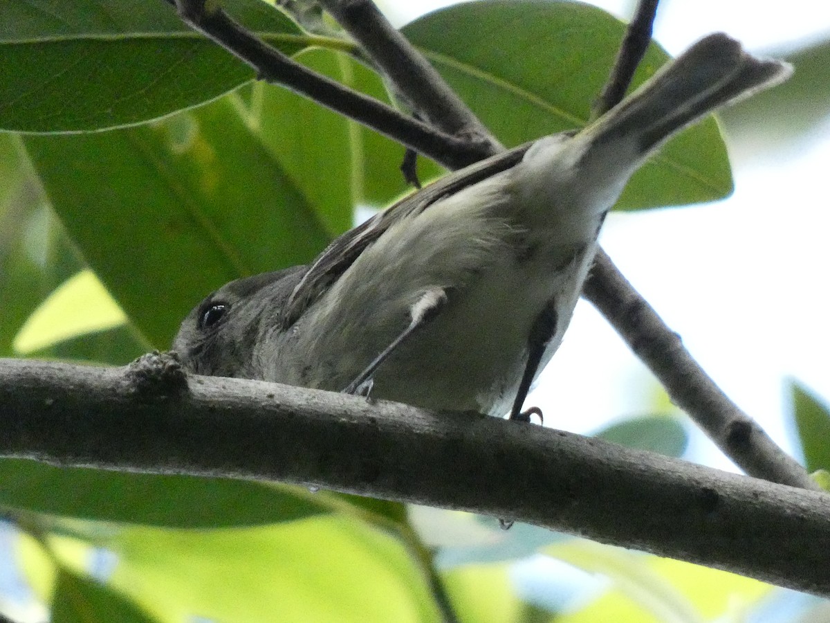 Hutton's Vireo (Pacific) - ML437017011