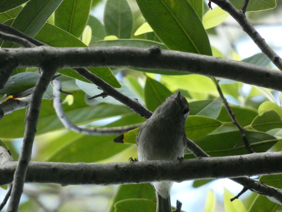 Huttonvireo [huttoni-Gruppe] - ML437017071