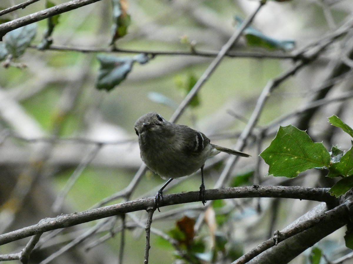 Hutton's Vireo (Pacific) - Ethan K