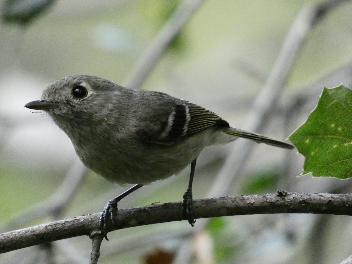 Hutton's Vireo (Pacific) - Ethan K