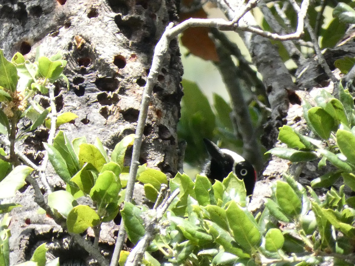 Acorn Woodpecker - Ethan K