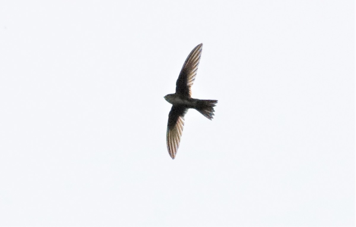 White-throated Swift - ML437018211