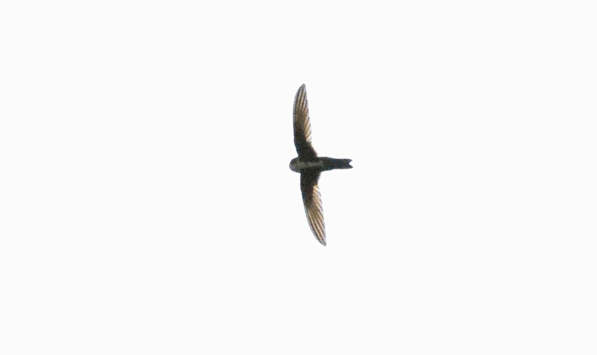 White-throated Swift - ML437018221