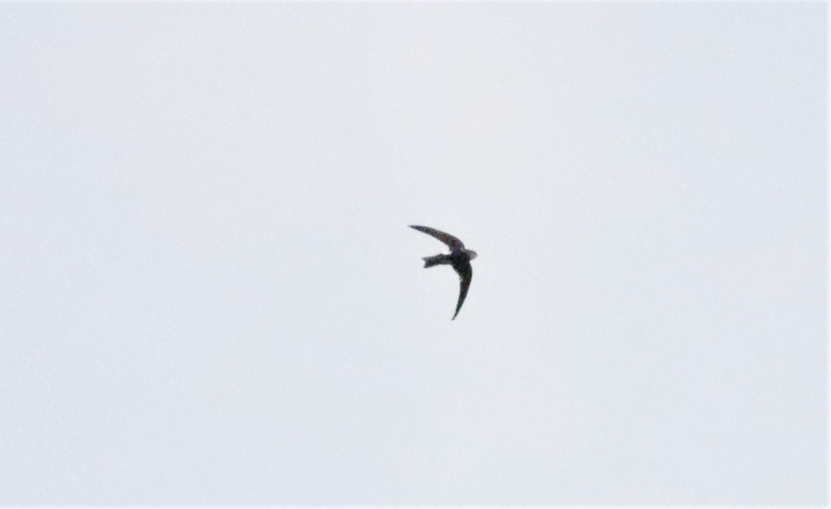 White-throated Swift - ML437018811