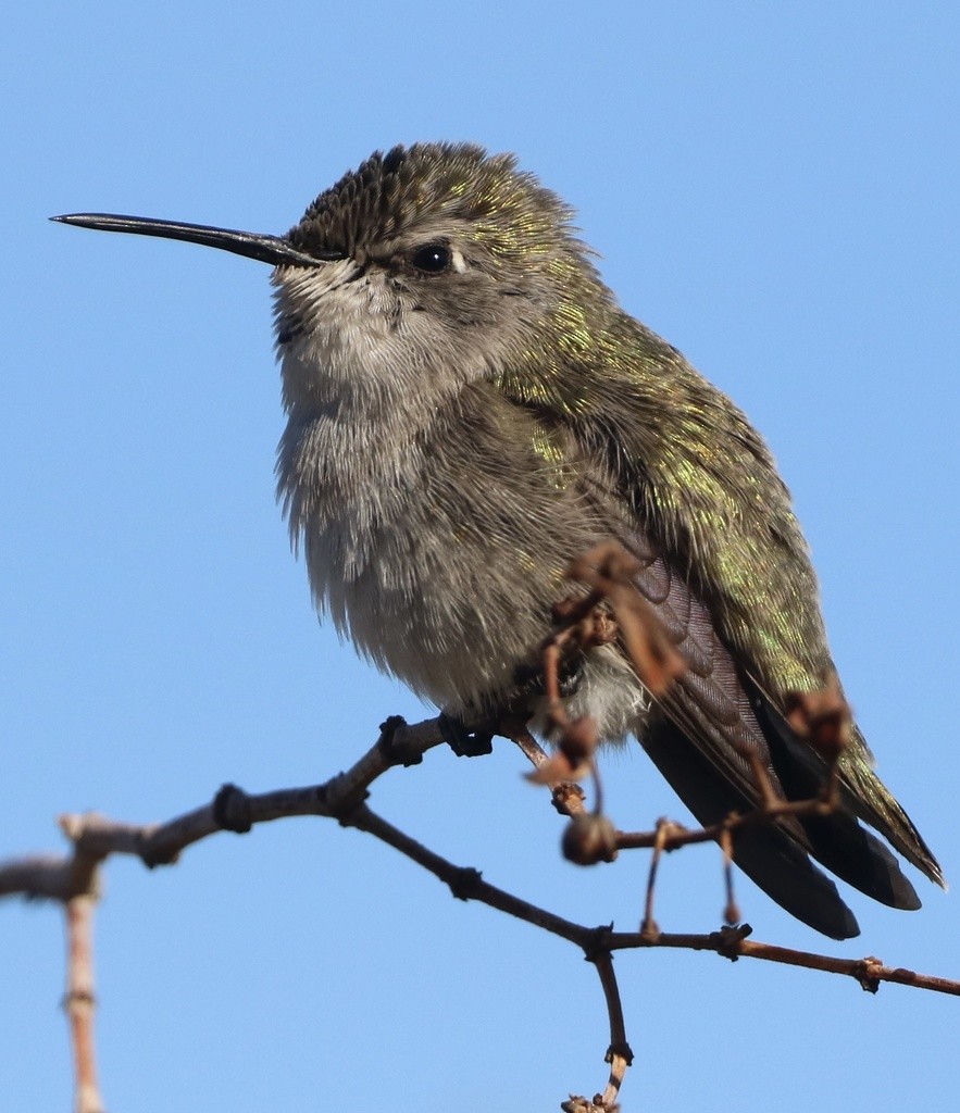 Costa's Hummingbird - ML437018861