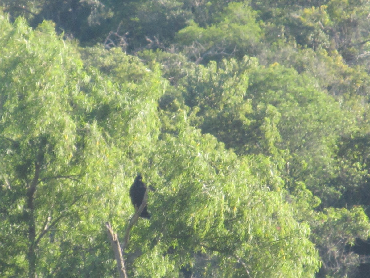 Great Black Hawk - ML437019221