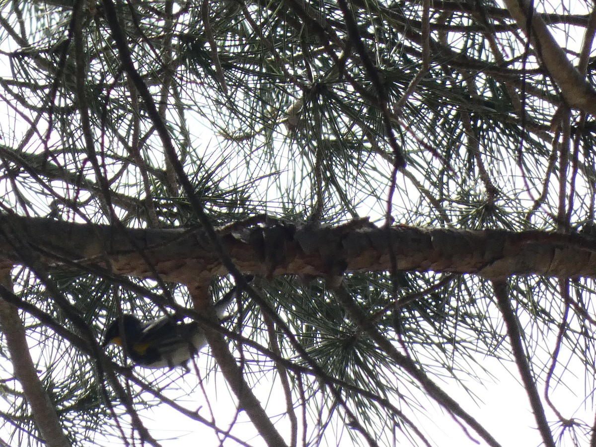 Yellow-rumped Warbler - Ethan K