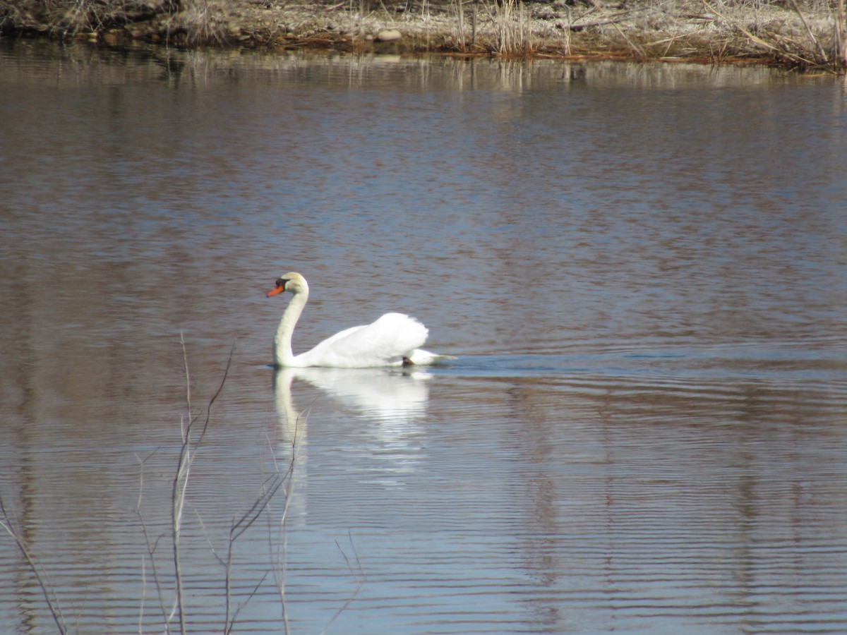 Mute Swan - ML437023091