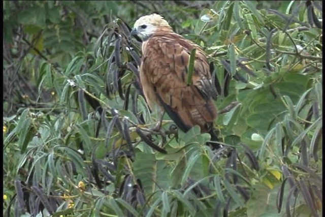 Black-collared Hawk - ML437024