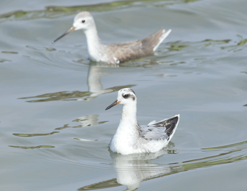 polarsvømmesnipe - ML437024741