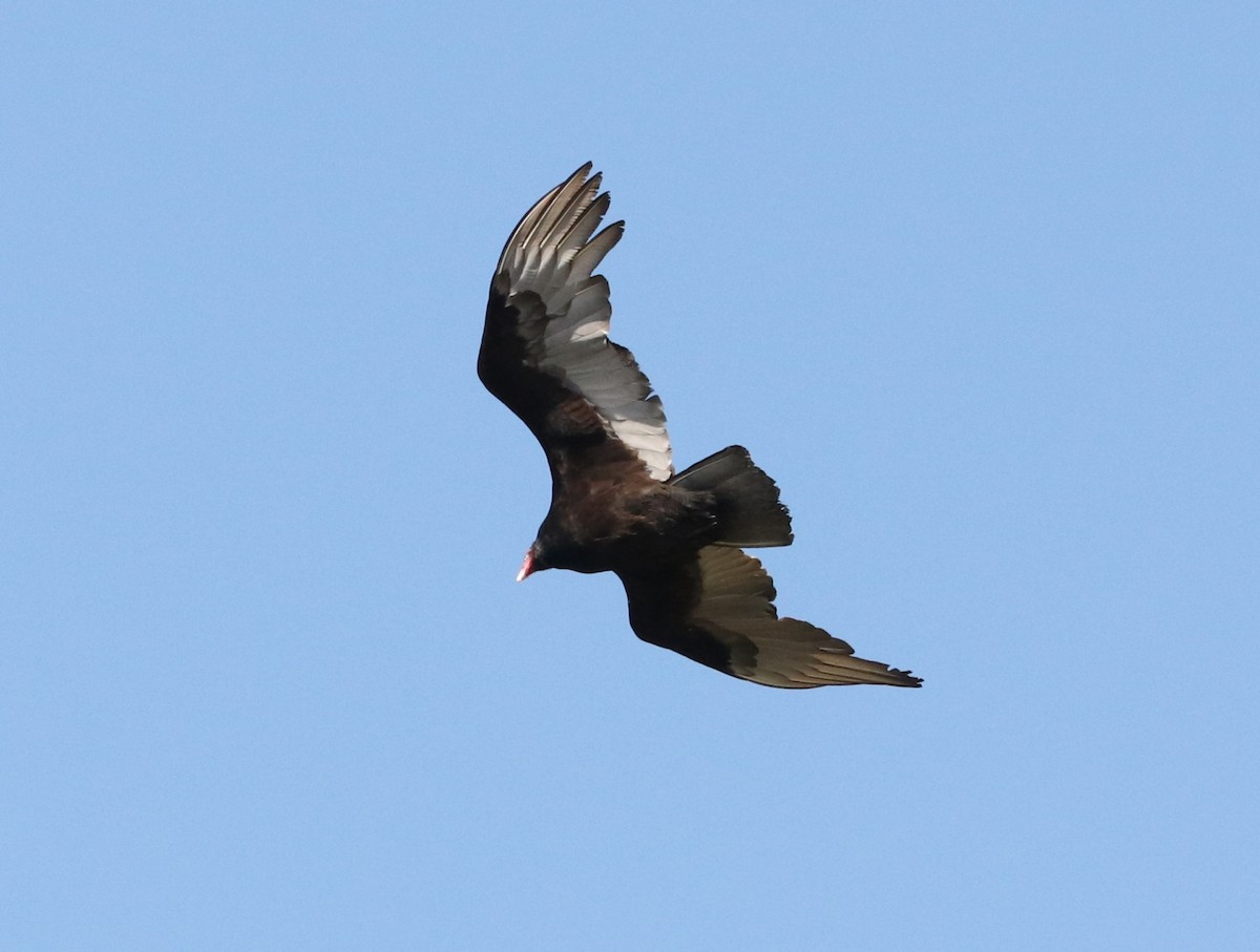 Turkey Vulture - ML437025691