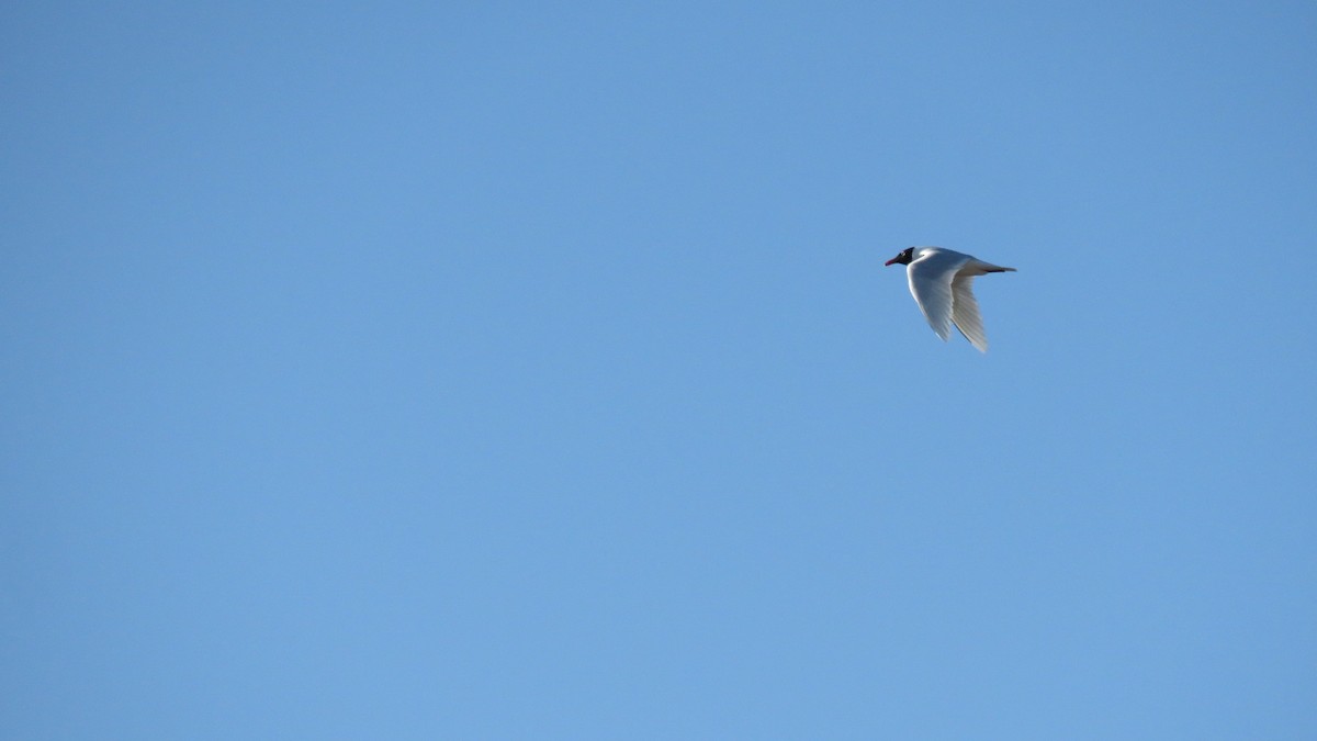 Mouette mélanocéphale - ML437026101