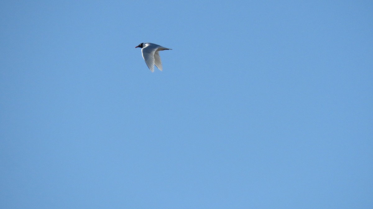 Mouette mélanocéphale - ML437026111