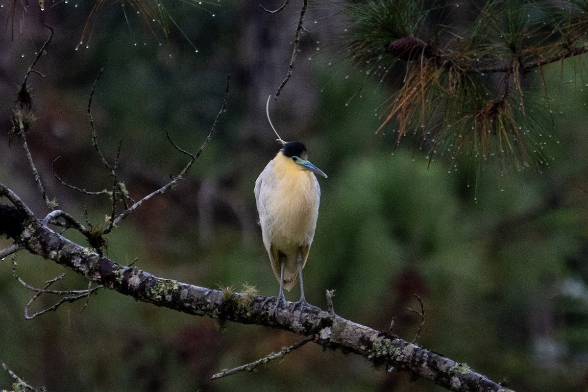 Capped Heron - ML437026141