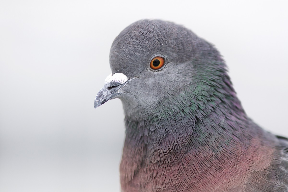 Rock Pigeon (Feral Pigeon) - ML43702661