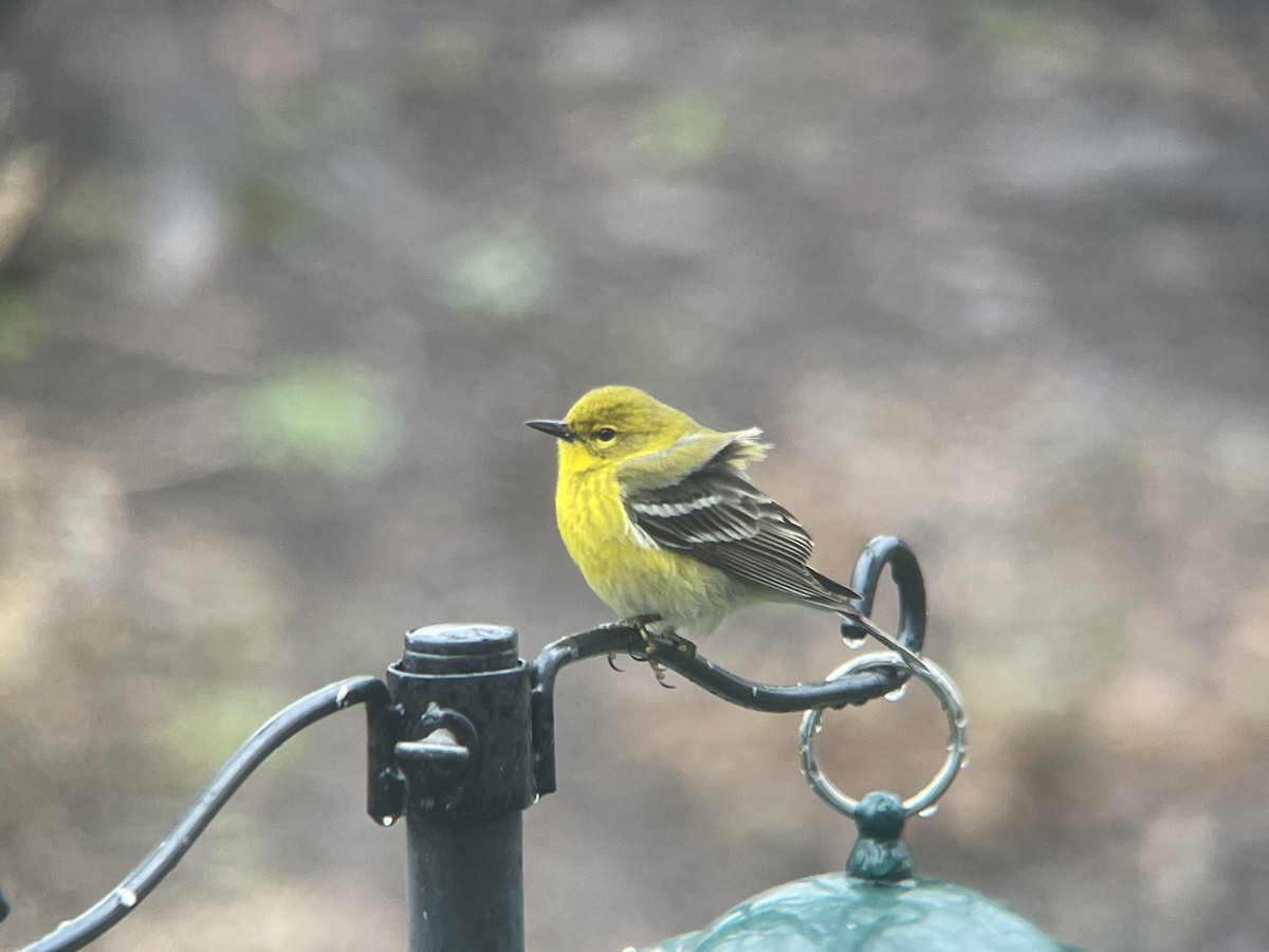 Pine Warbler - ML437028301