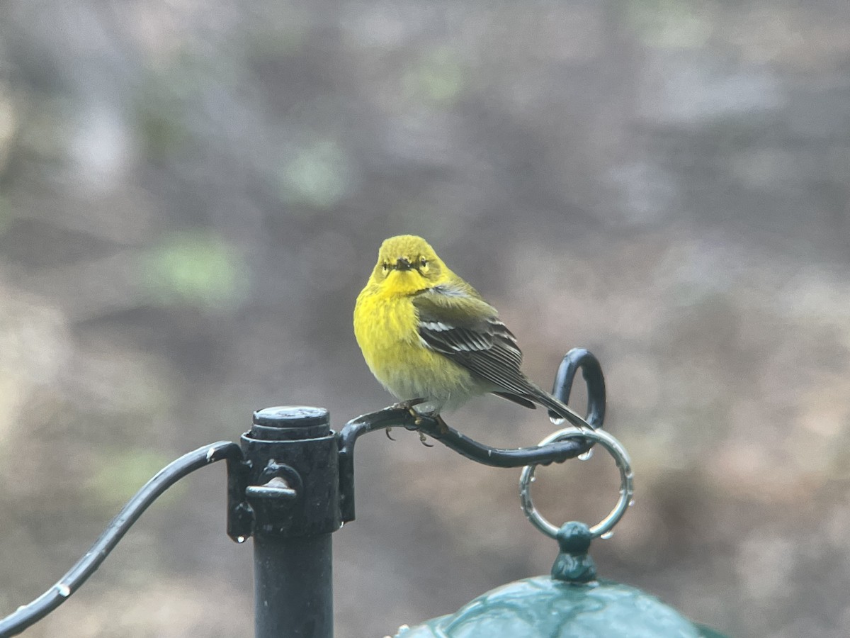 Pine Warbler - ML437028321