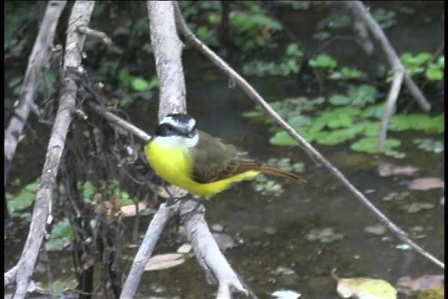 Lesser Kiskadee - ML437029